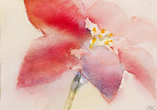 Amaryllis, blek