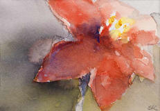 Amaryllis, rd