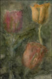 Tulipaner