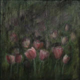 Tulipanbed